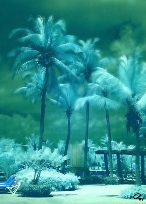 Palms And Fountain