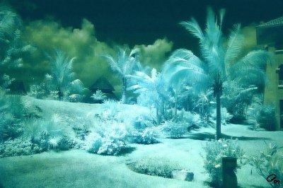 Palms And Palapas