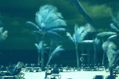 Palms And Tower
