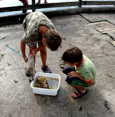 The Daily Catch