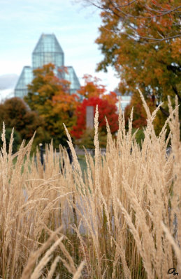 Grass With Gallery