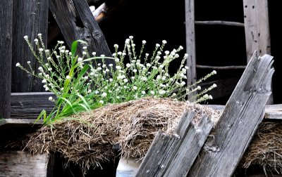 Wild Flowers