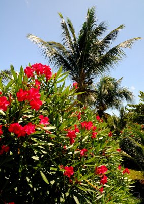 Red Flowers And Palm