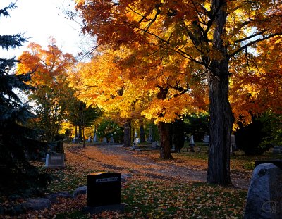 Leaves On The Path
