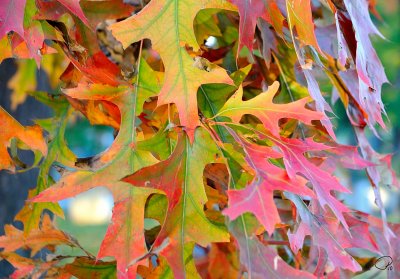 Oak Leaves