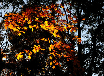 Sunlit Branch