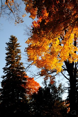 Evergreen Contrast