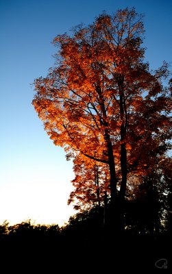 Red In The Sky