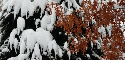 White And Brown