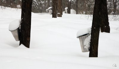 A Bit Early To Be Collecting Sap