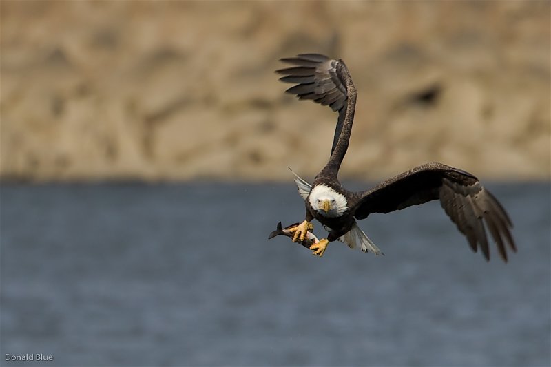 8-22-10 eagle 4.jpg