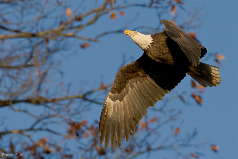 8-22-10 eagle 7.jpg