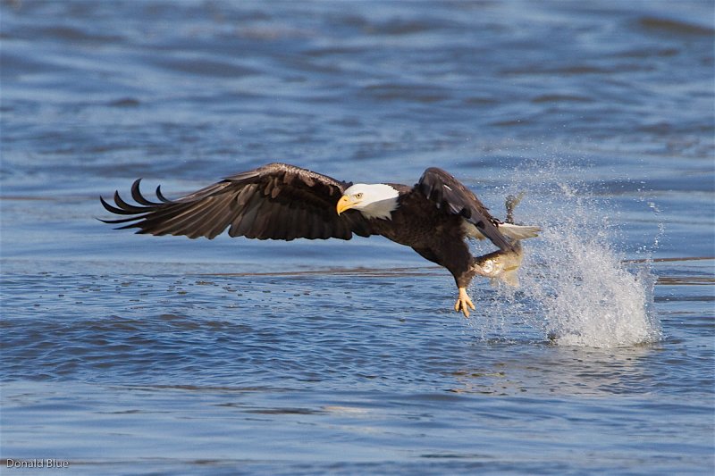 8-22-10 eagle.jpg