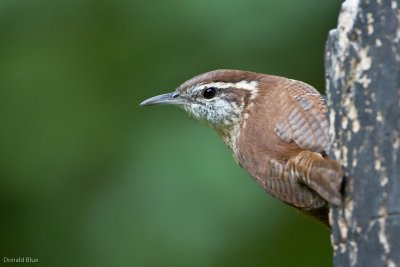IMG_4641.jpg