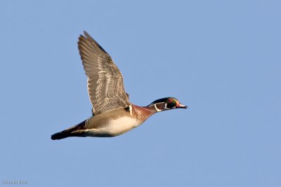 IMG_2980.jpg