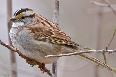 IMG_3106.jpg