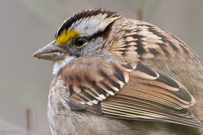 IMG_3077.jpg
