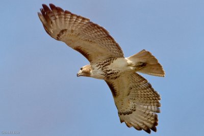 7B7D0880.jpg