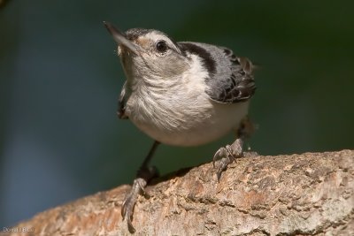 7B7D5128.jpg