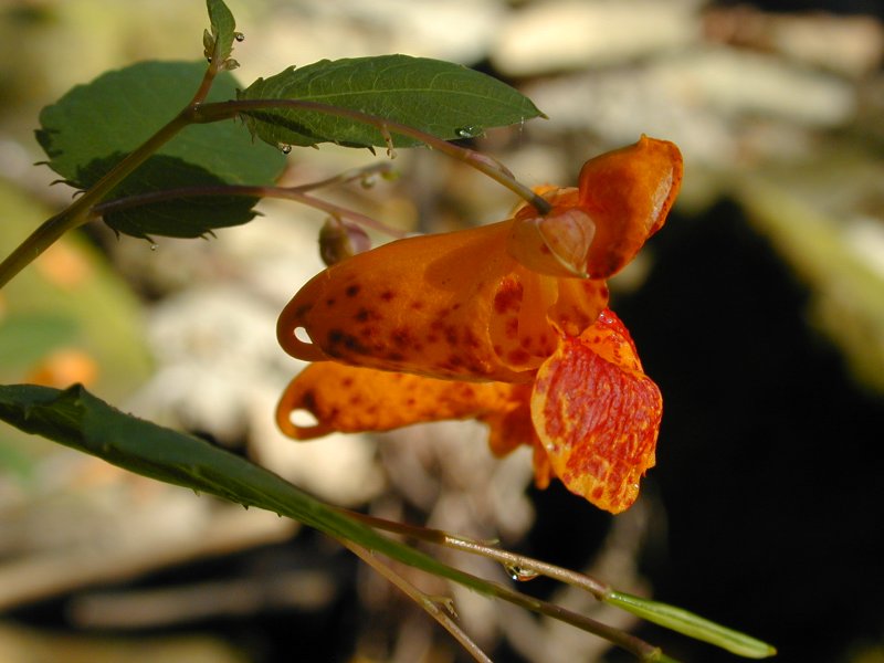 ASTABULA_09_24_08_006.JPG