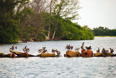 Pelicans