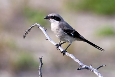 Loggerhead Shrike