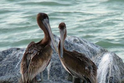 Pelicans at the Pier