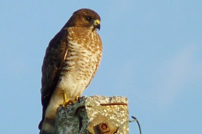 Red Shouldered Hawk