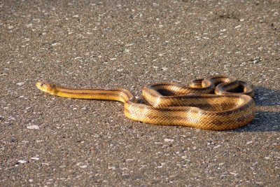 Rat Snake