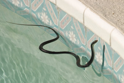 Black Racer Snake