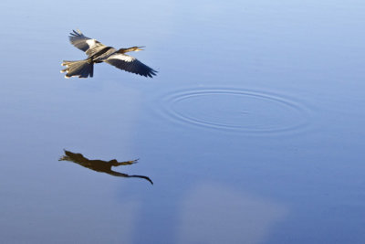 Anhinga