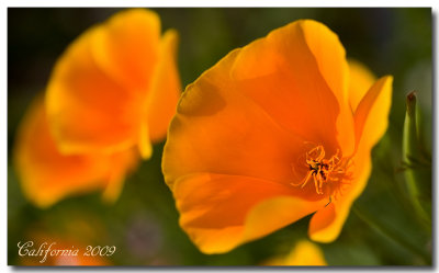 Flower_0433.jpg