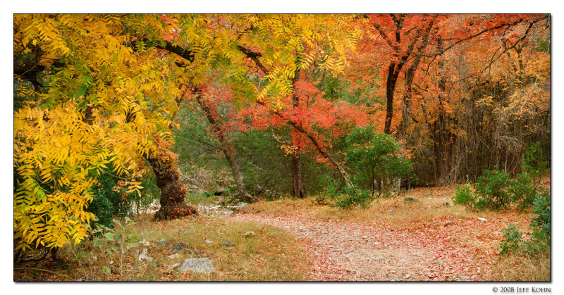 Trees and Path No. 2