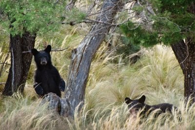 Bear cubs on Pinnacles Trail