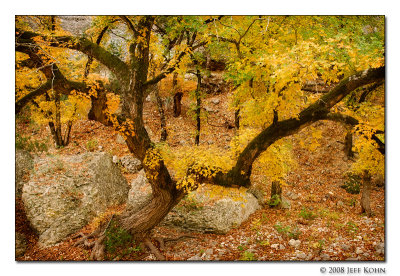 Maple Tree and Rocks No. 1