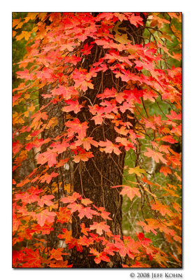 Maple Leaves Detail
