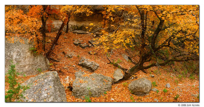Maple Tree and Rocks No. 2