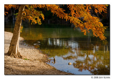 Backlit Cypress