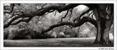 Live Oak, Panoramic