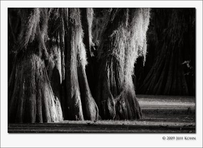 Caddo Lake Cypress #3