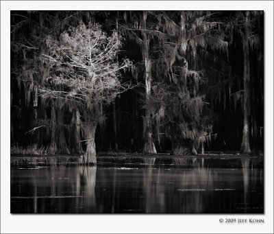 Caddo Lake Cypress #5