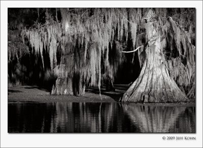 Caddo Lake Cypress #6