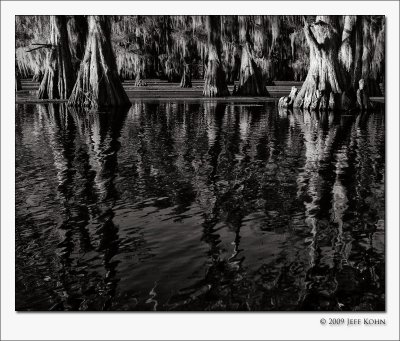 Caddo Lake Cypress #8