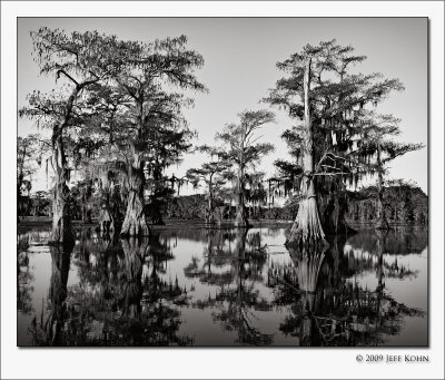 Caddo Lake Cypress #10