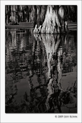 Caddo Lake Cypress #11