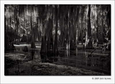 Caddo Lake Cypress #12