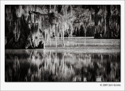 Caddo Lake Cypress #7