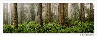 Lady Bird Johnson Grove Redwood NP_1.jpg