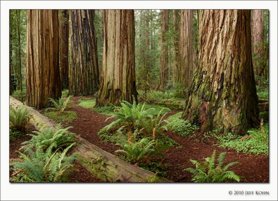Stout Grove 1, Jedediah Smith Redwoods