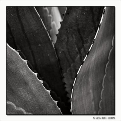 Agave Study II